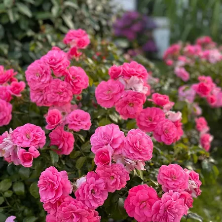 Prázdninový dům Berg *